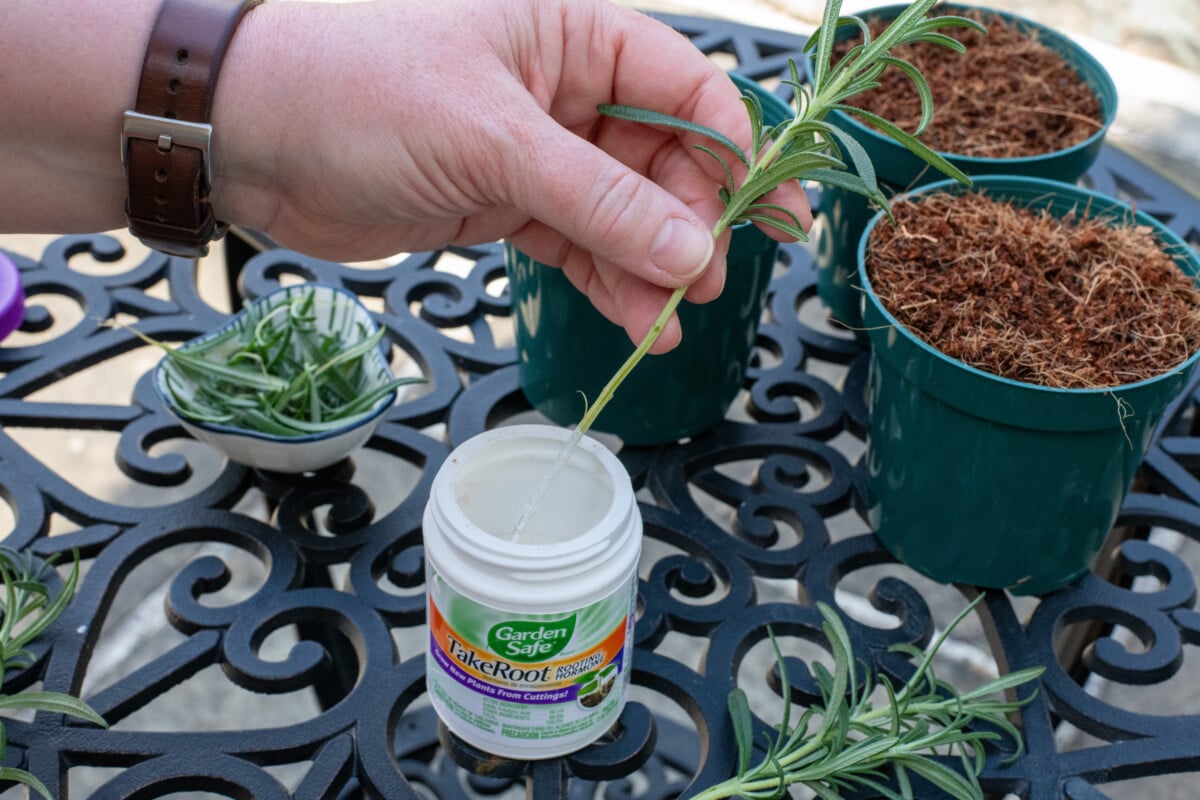 Dipping cutting in rooting hormone