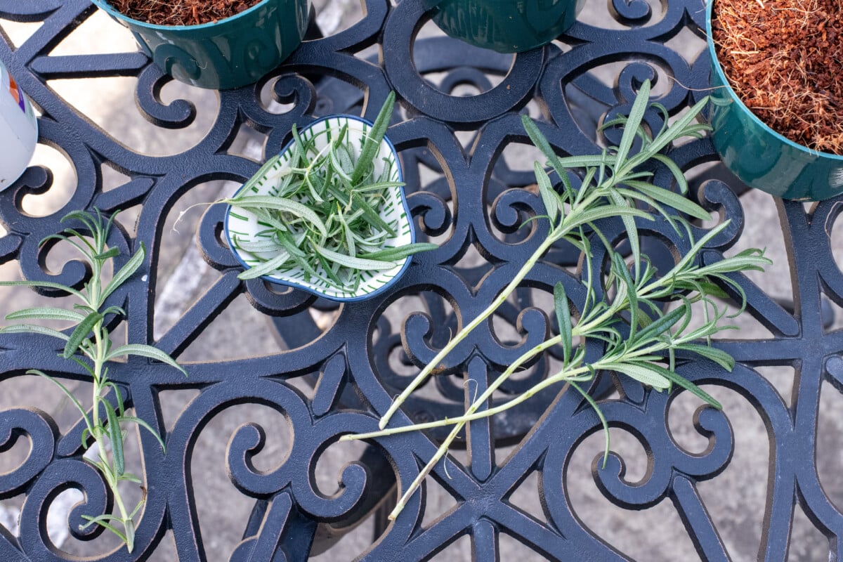 rosemary cuttings