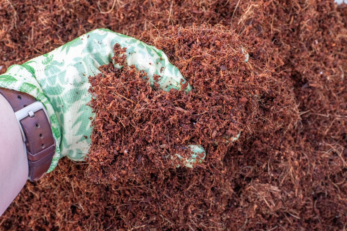 Coconut coir