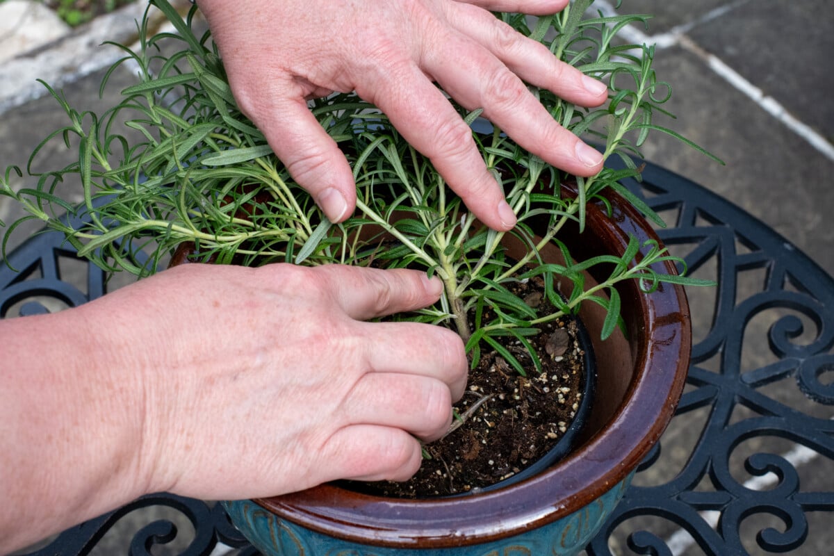 woman's hands pointing at rosemary stem