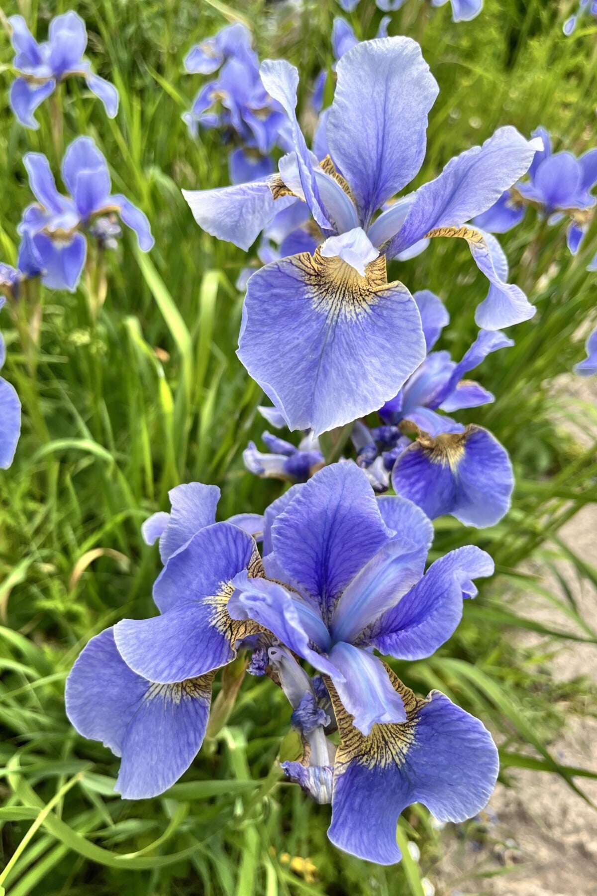 Siberian iris