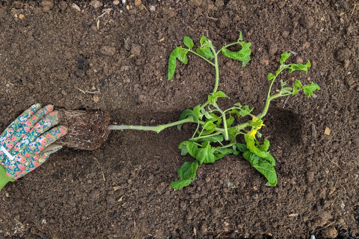 Tomato planted sideways