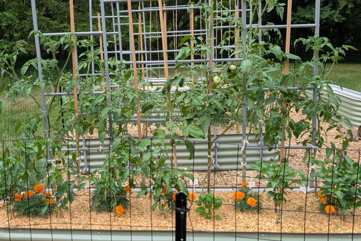 Tomatoes with marigolds planted at the base.