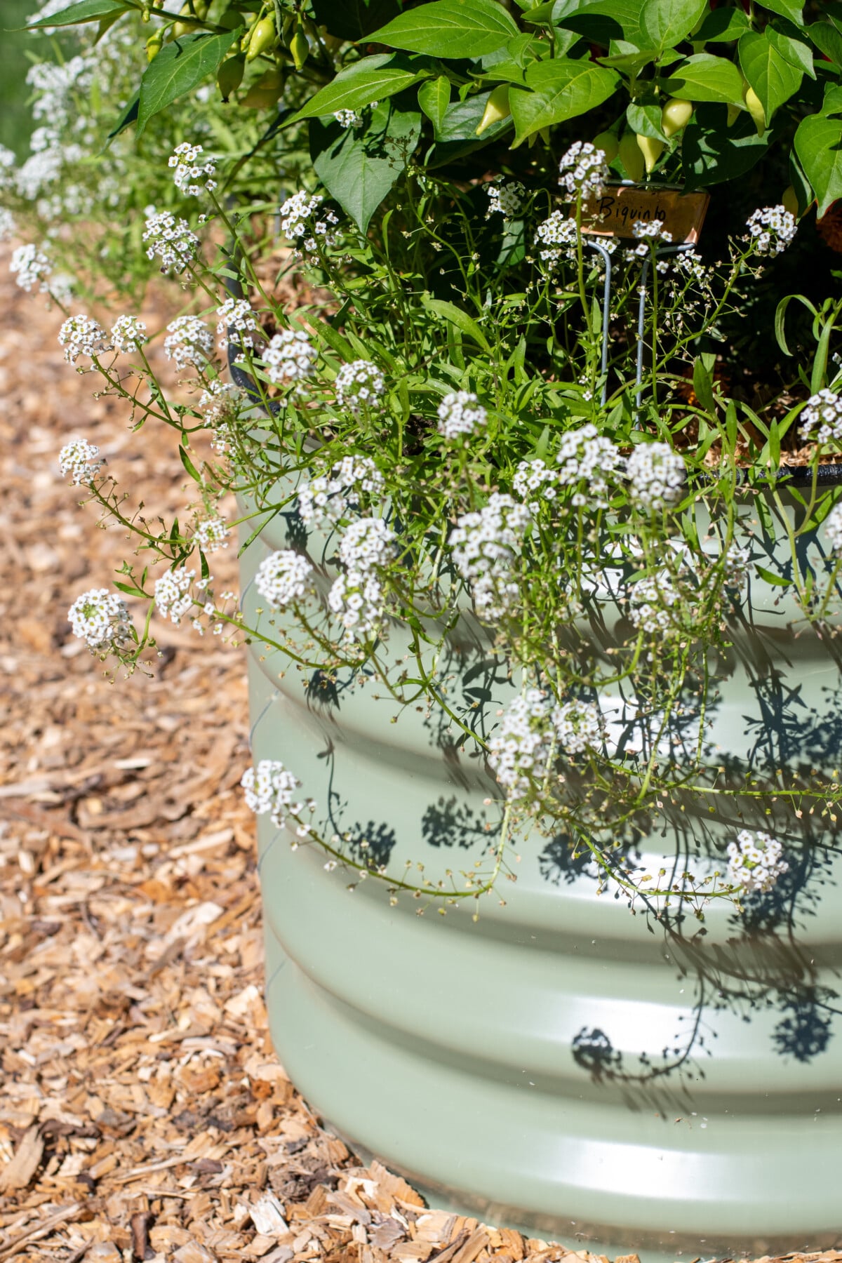 Sweet alyssum spilling over the side of a raised bed