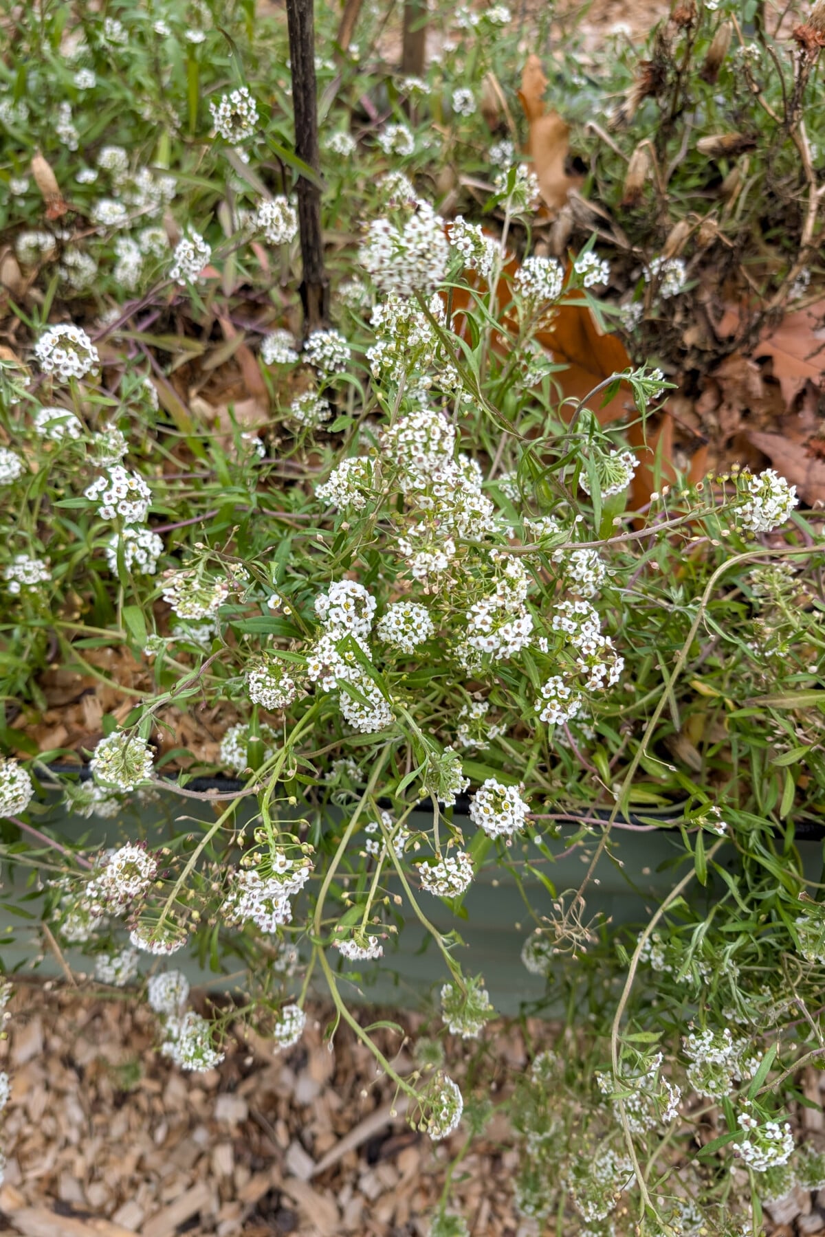 Sweet alyssum in the fall.