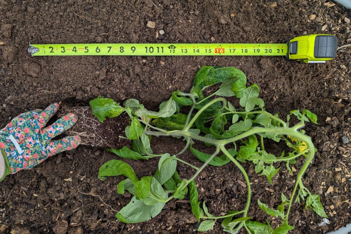 tape measure showing large tomato seedling