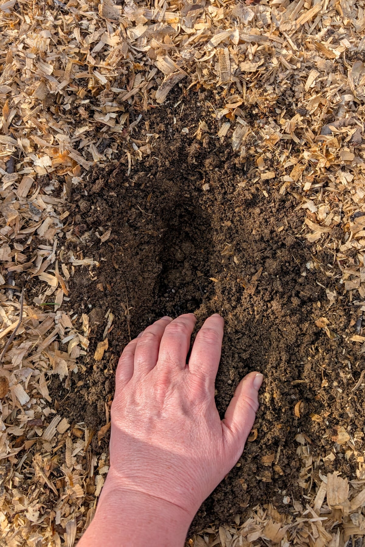 Hand digging hole in the dirt