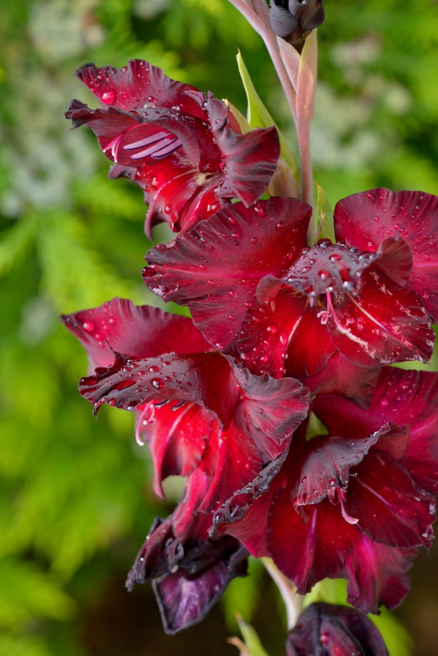 Gladioli 'Black Surprise'