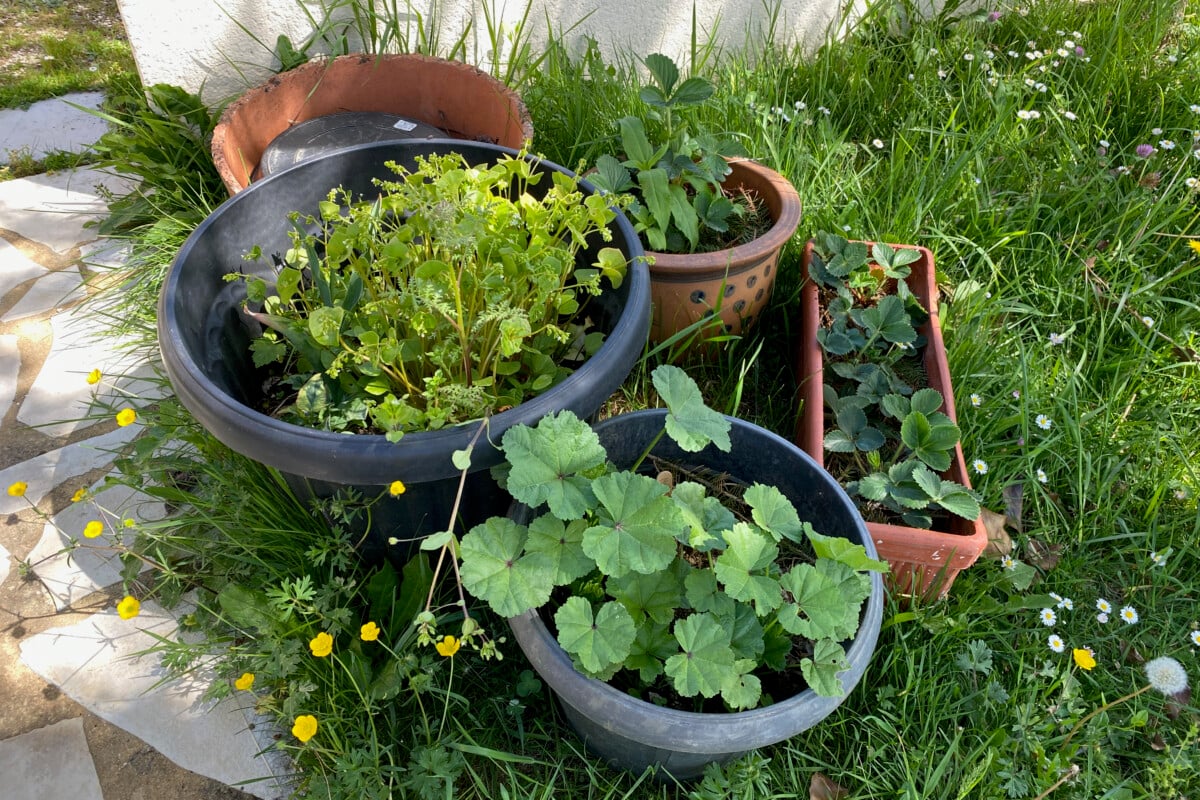 Collection of pots with miscellaneous plants growing in them