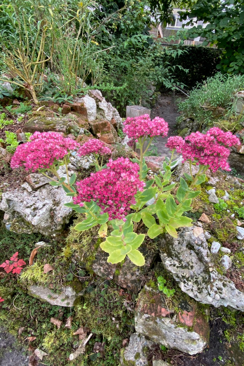 Autumn joy sedum