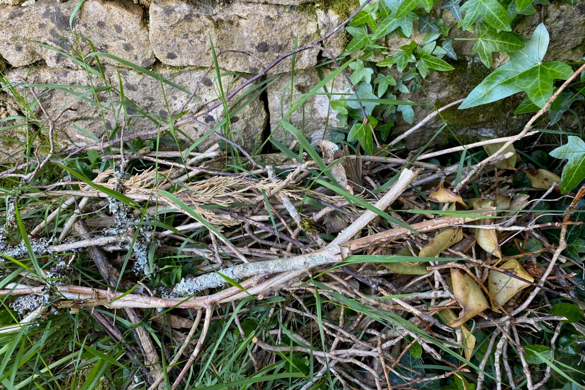 pile of shrub clippings for bugs to nest in