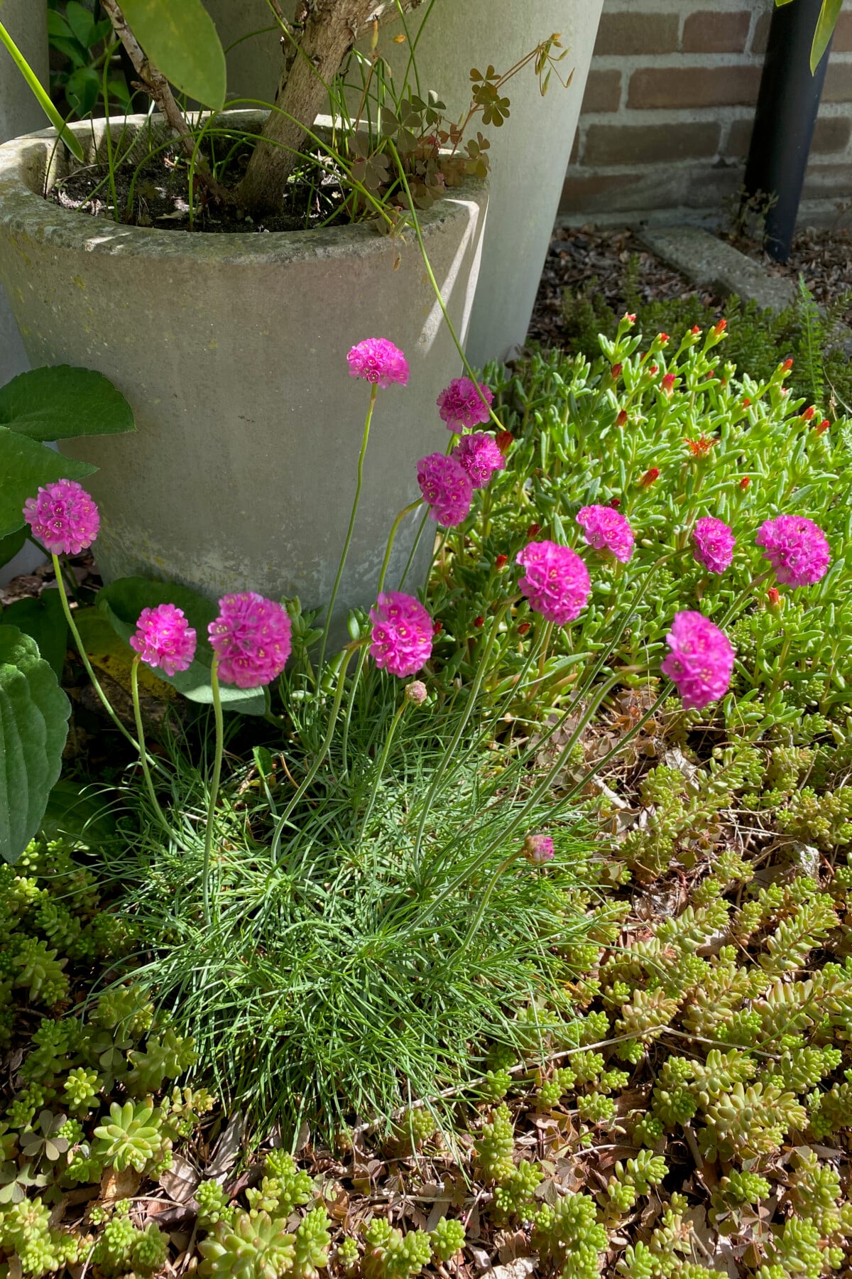A shallow garden in bloom