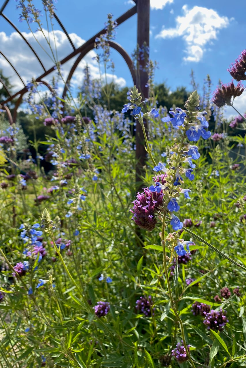 Salvia and Verbena bonariensis