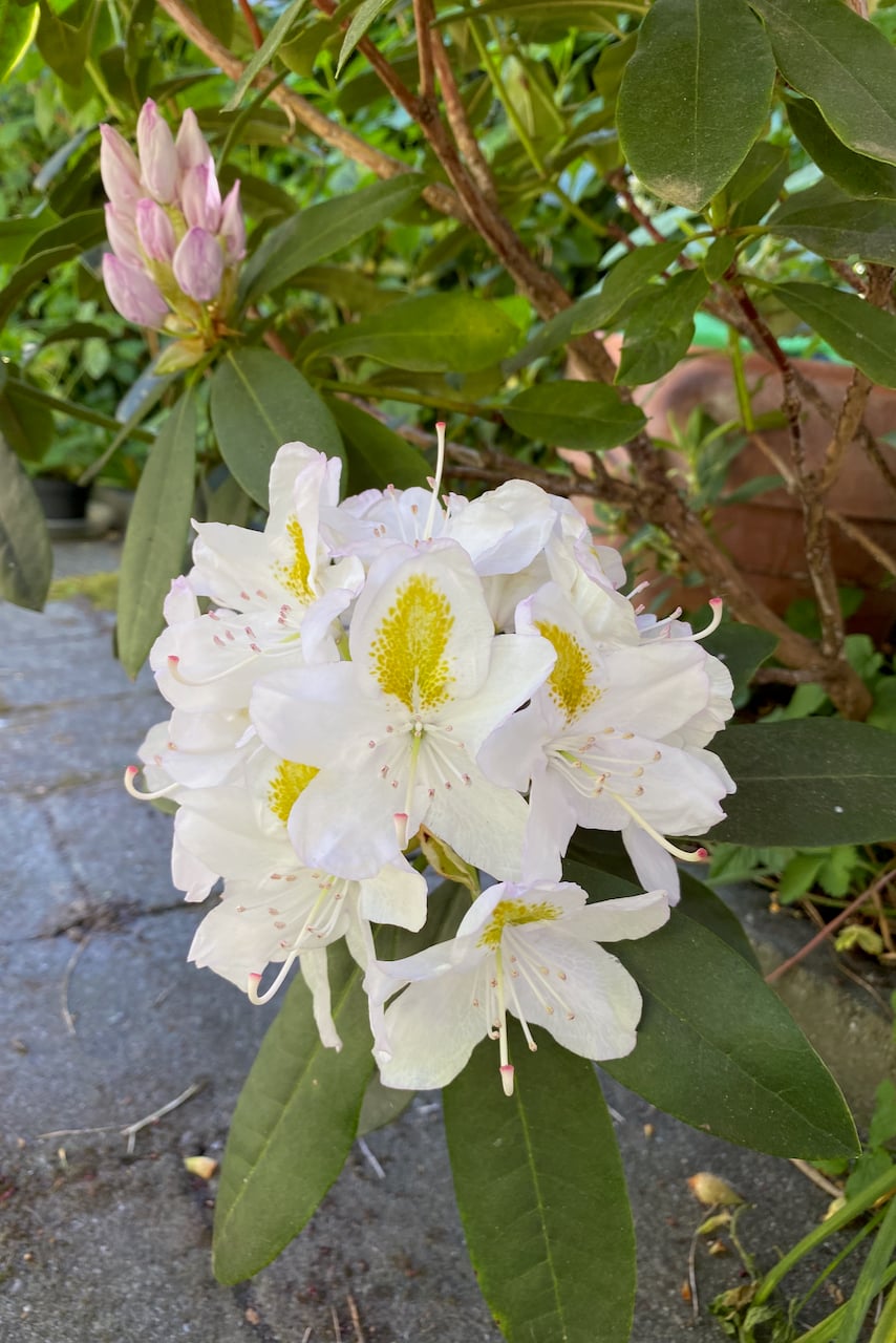 Rhododendron
