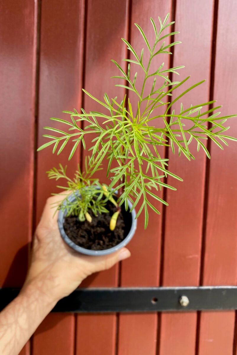 15 Flowers to Plant in April for Rich Summer Color