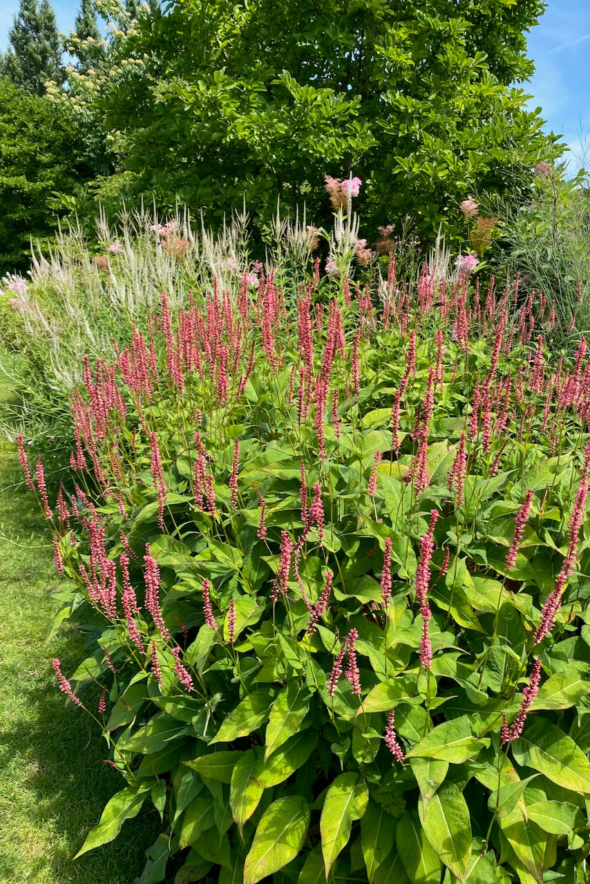 Persicaria