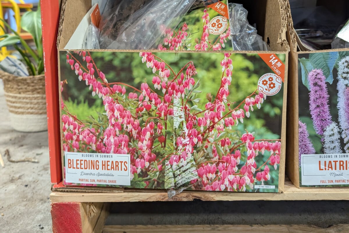 bleeding heart bare root packages