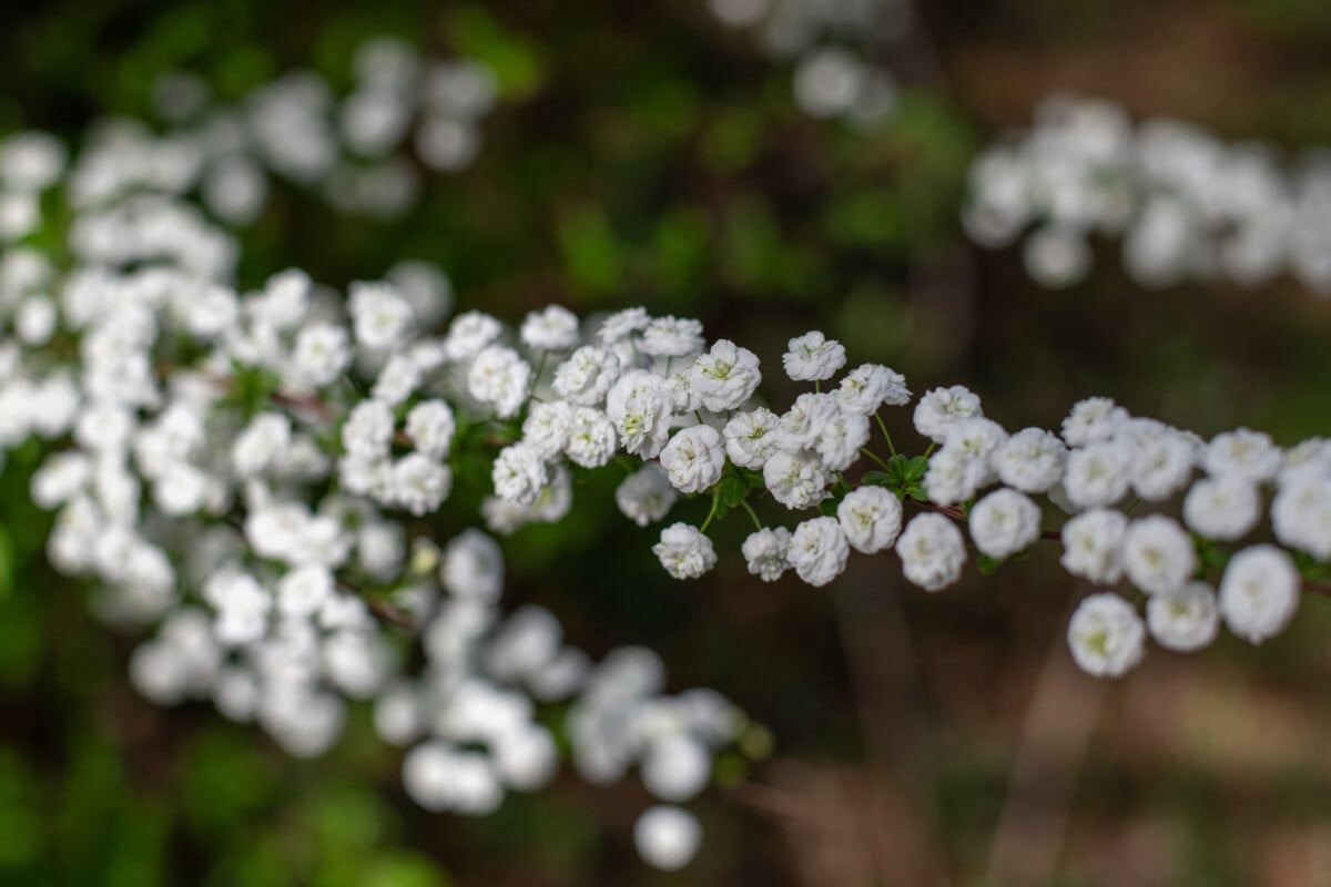 Bridal wreath spirea stem