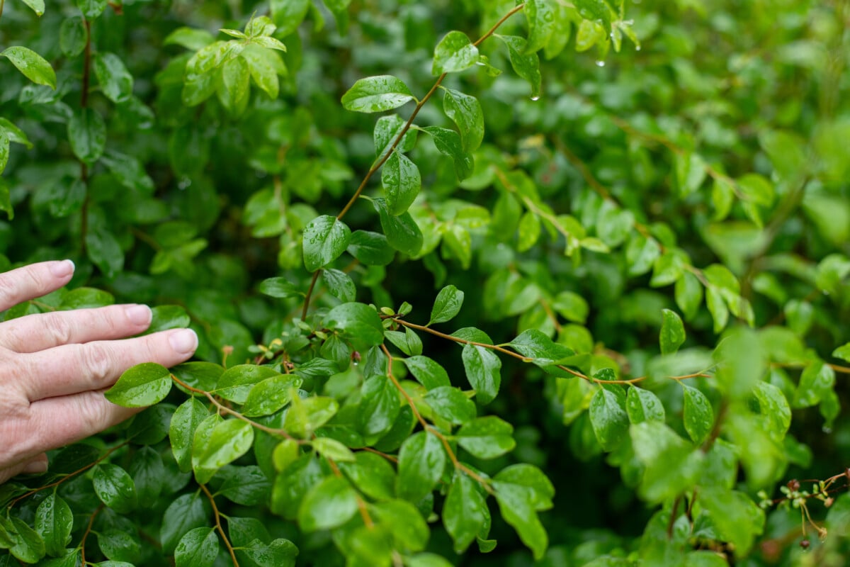 S. prunifolia 'plena' post-blooming