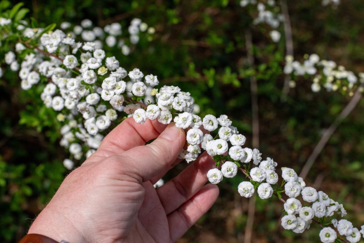 Hand holding stalk of bridal wreath spirea, s. prunifolia 'plena'