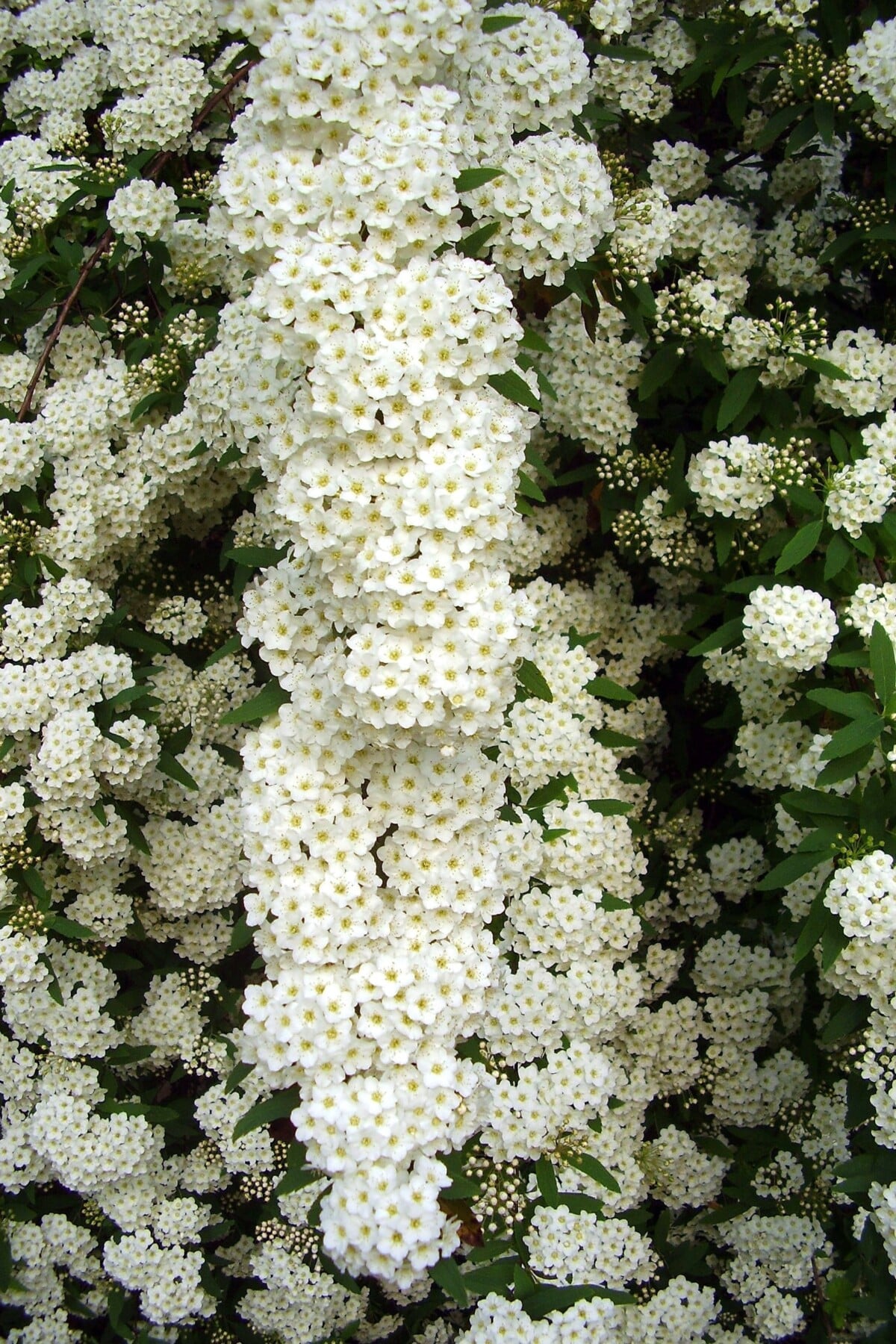 Vanhoutte spirea, s. x vanhouttei