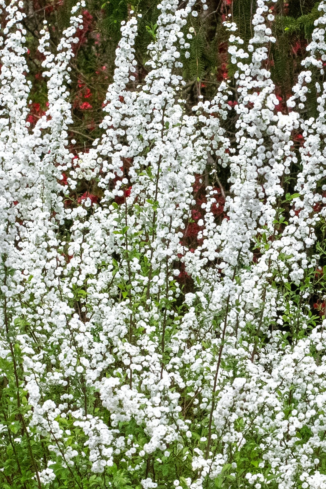 Bridal wreath spirea, s. prunifolia 'plena'
