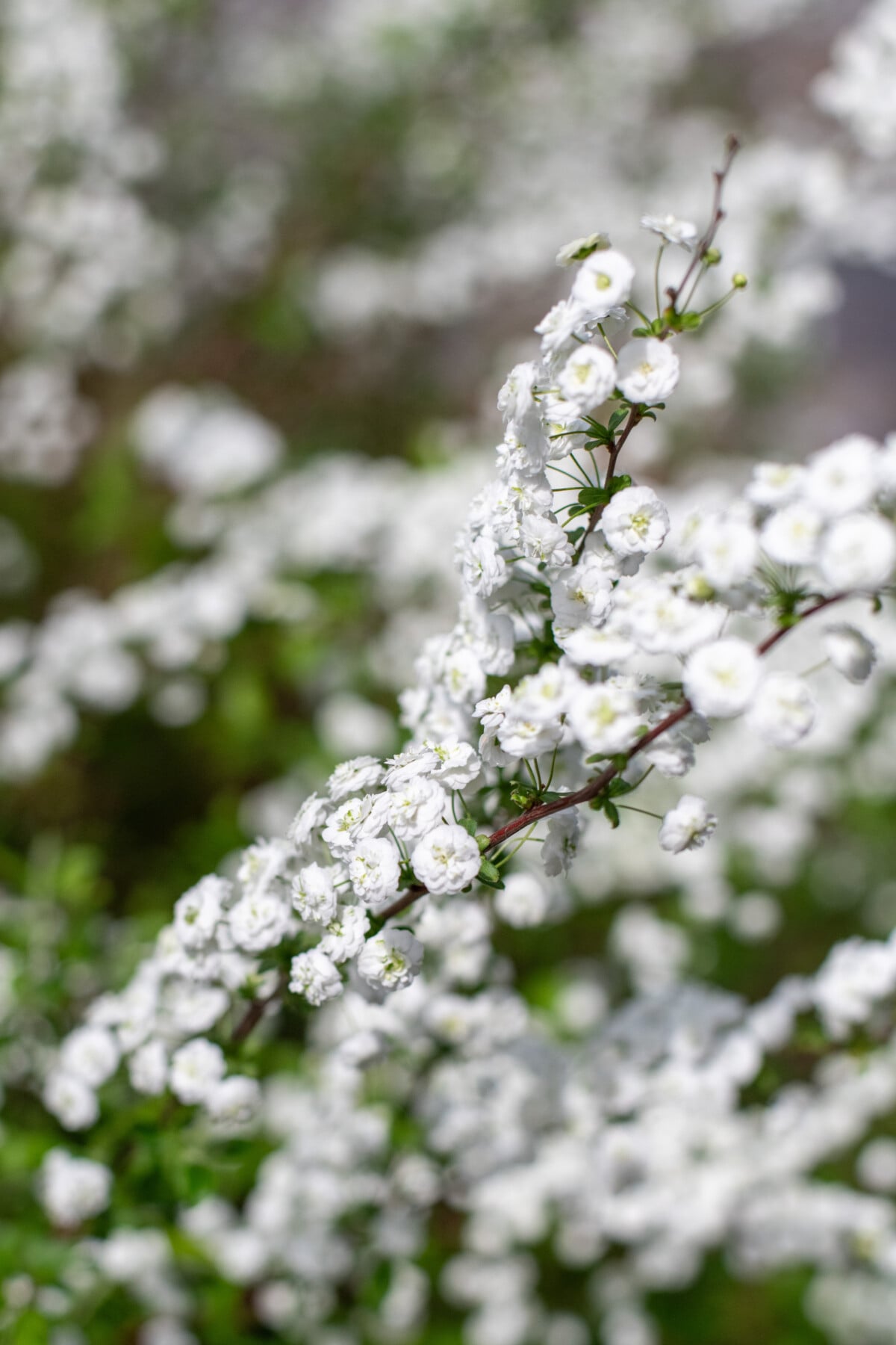 Bridal wreath spirea individual buds