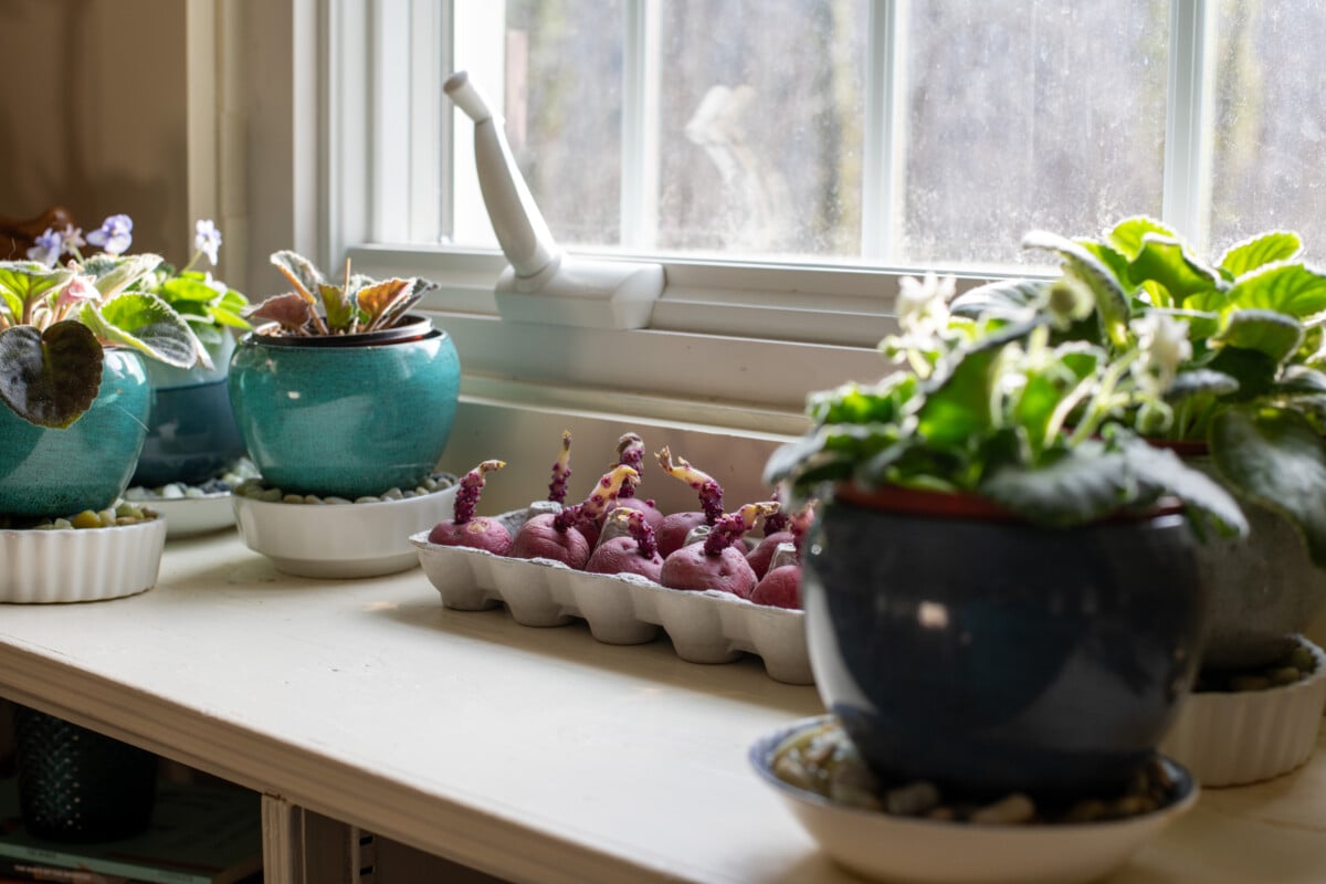 chitting seed potatoes on window sill