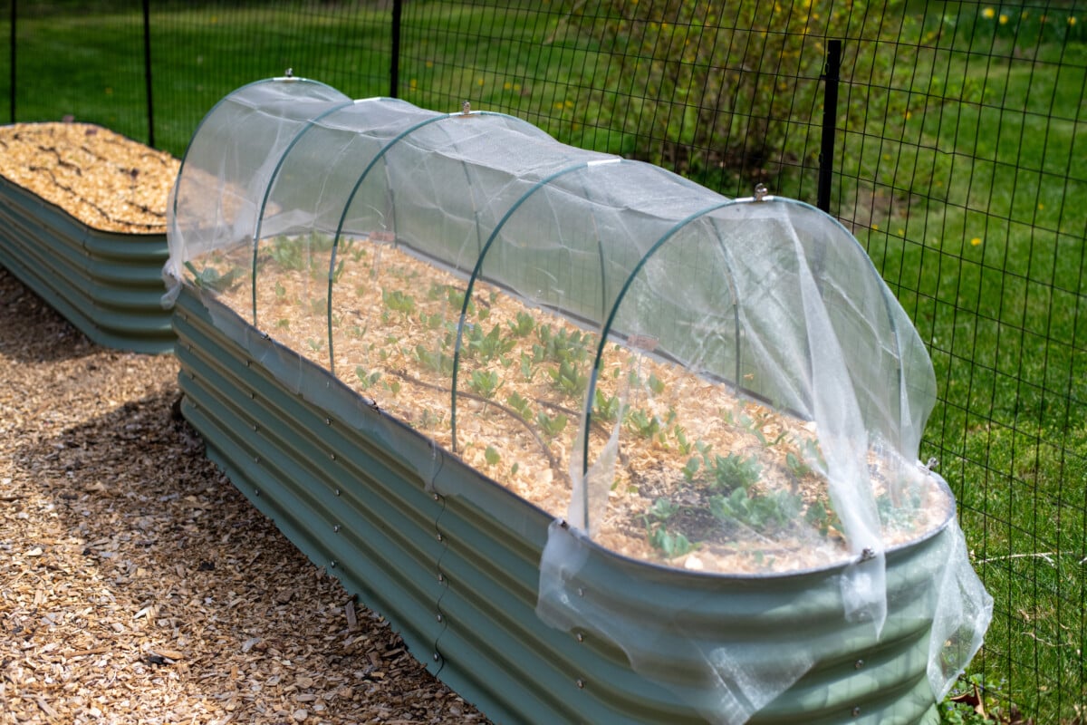 Raised bed covered in fine mesh
