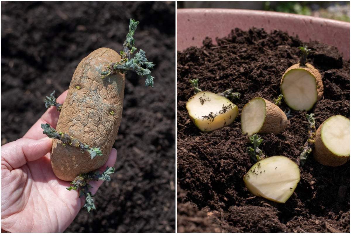 Whole seed potato, cut up seed potato