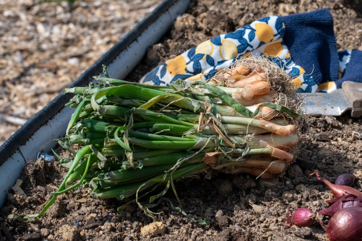 Onion transplants