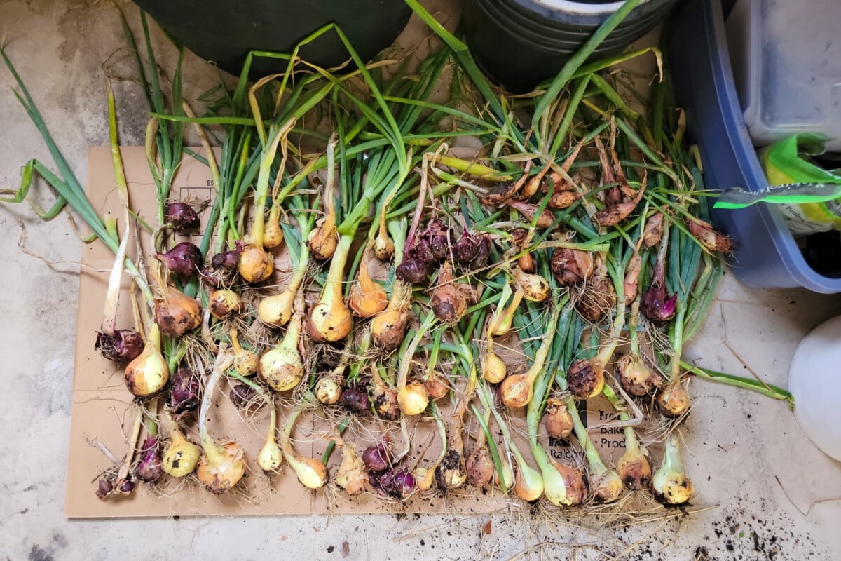 Onions laid out to cure