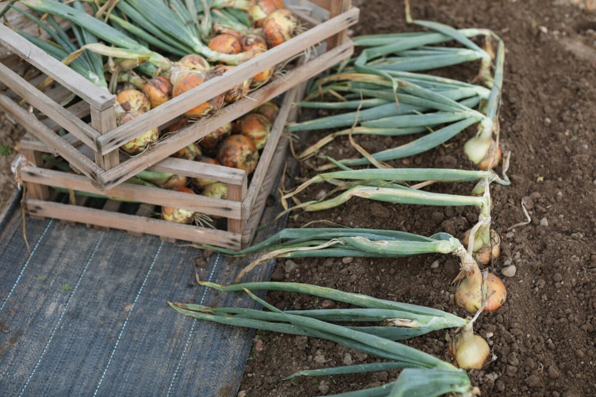 Onions, ready to be harvested
