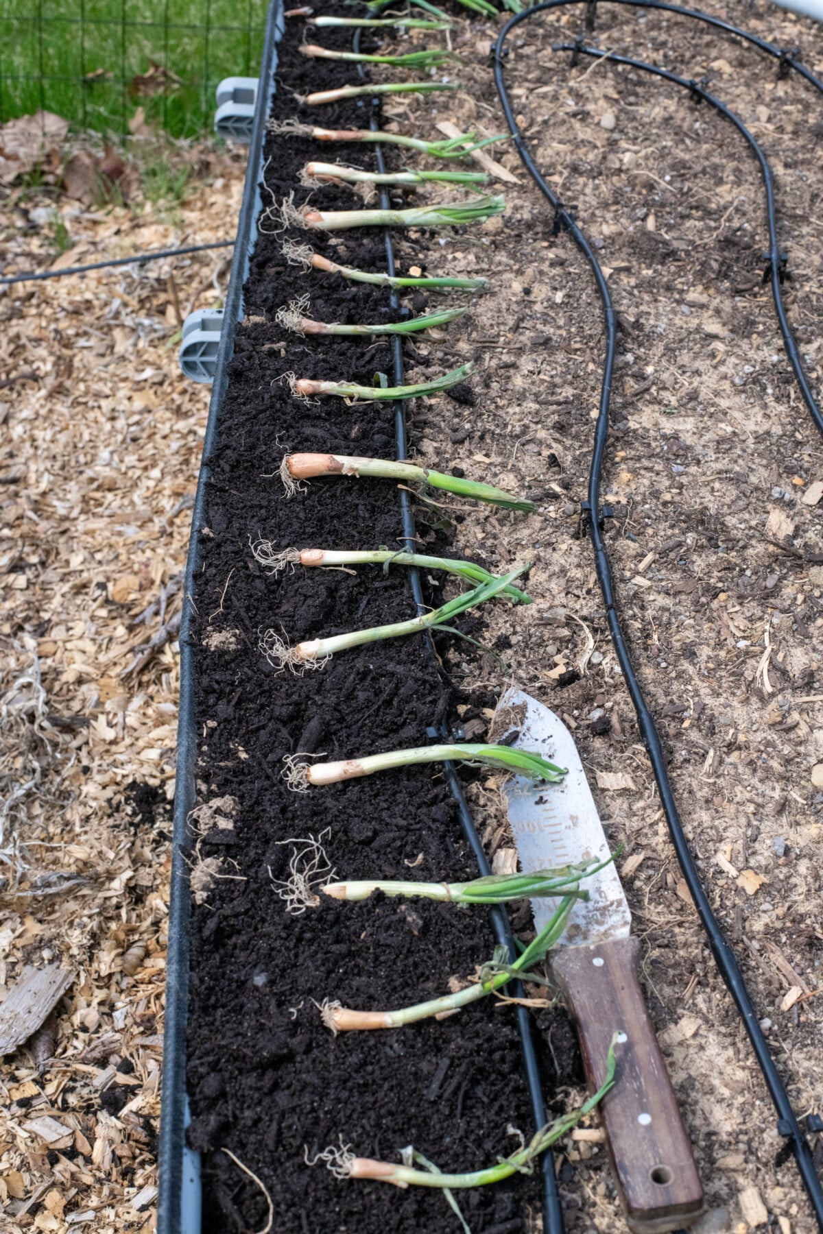 Onions laid out for planting