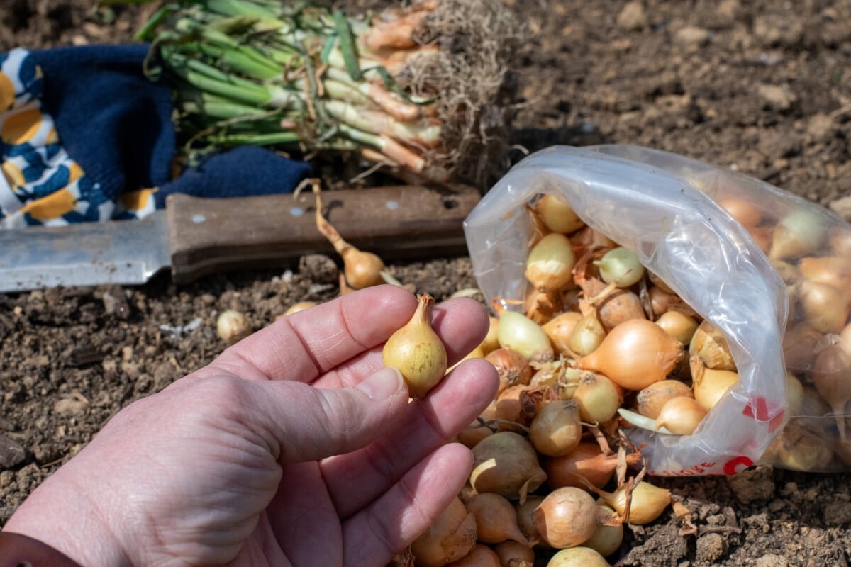 woman's hand holding an onion to be planted