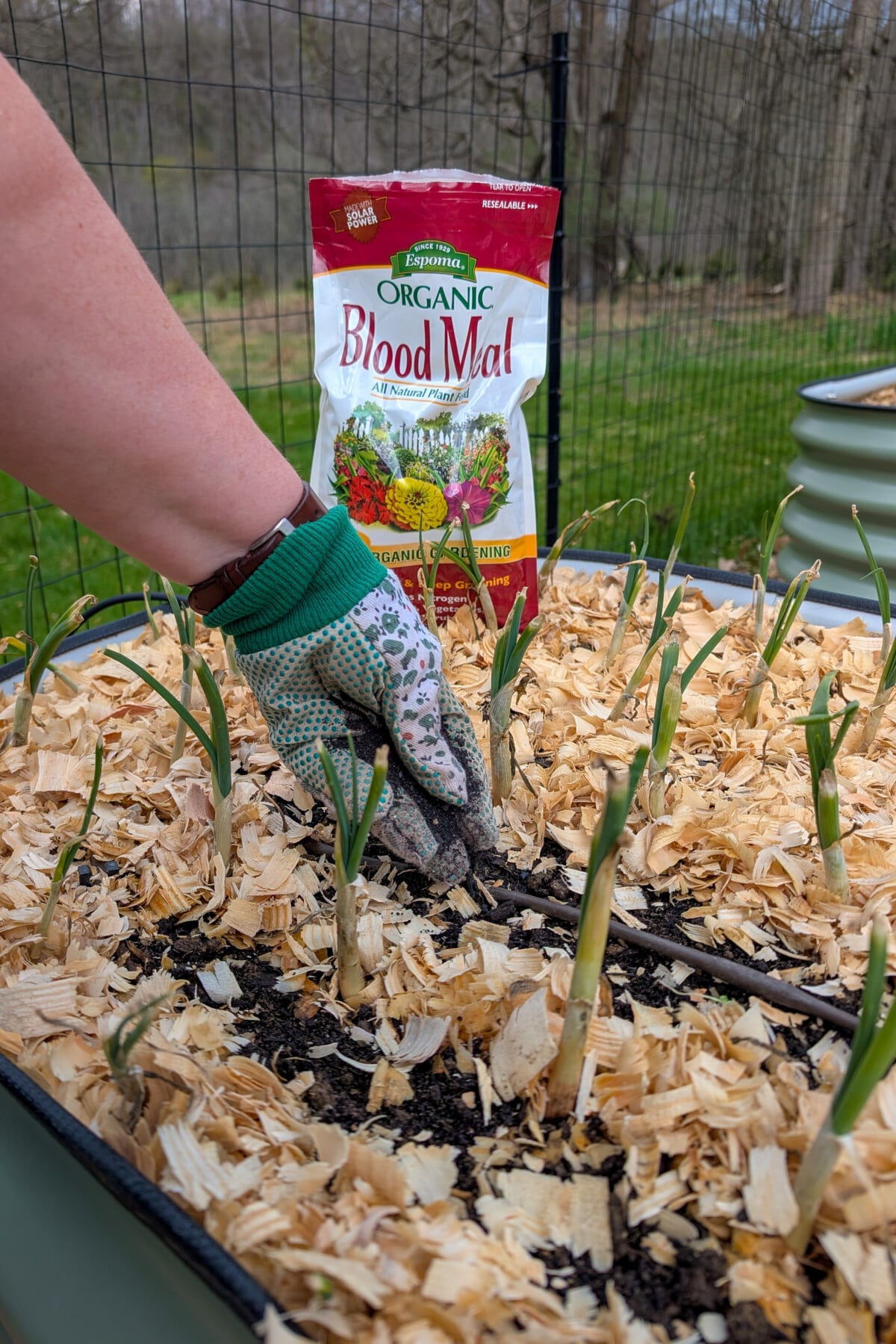 Woman's hand spreading blood meal on onion transplants