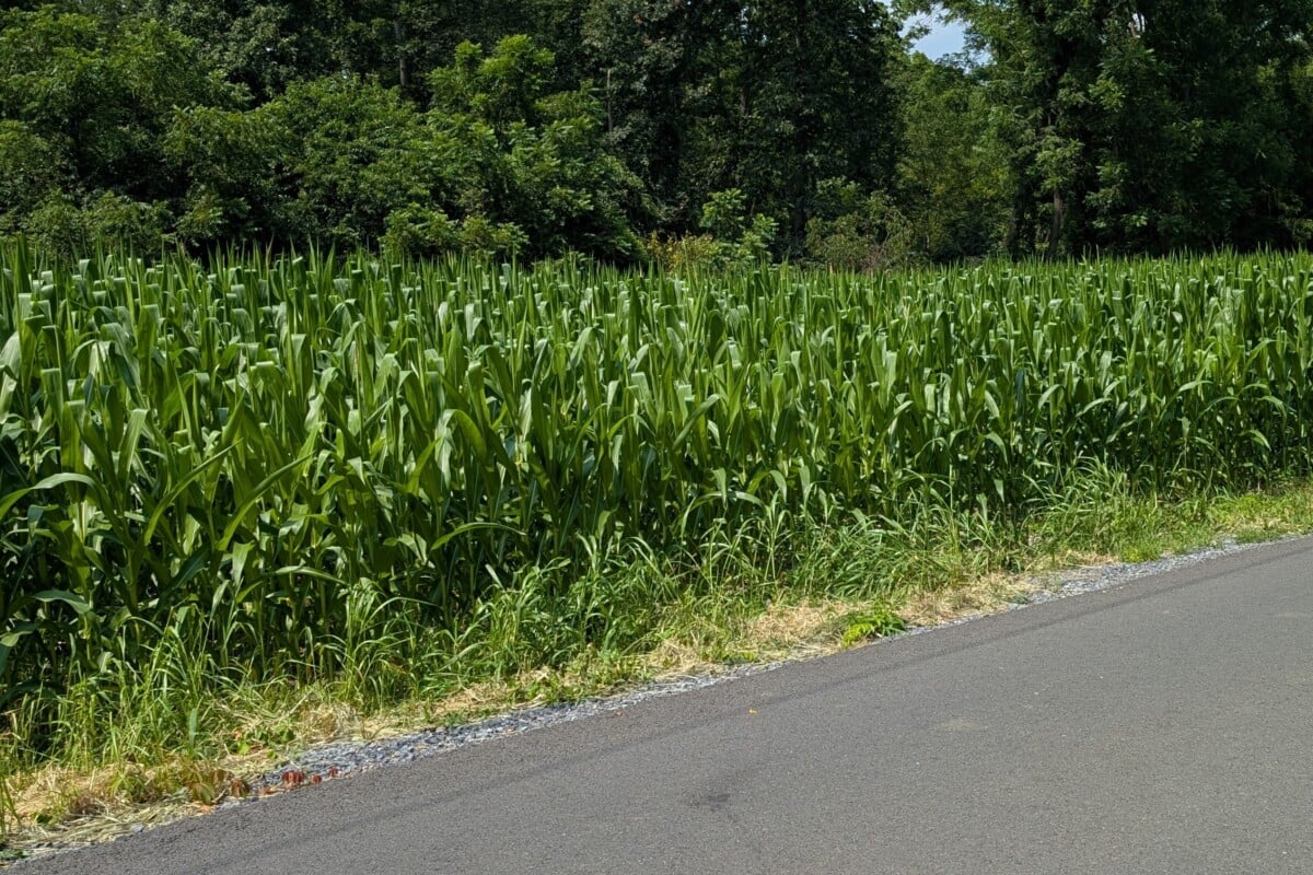 Rows of corn growing alongside the road.