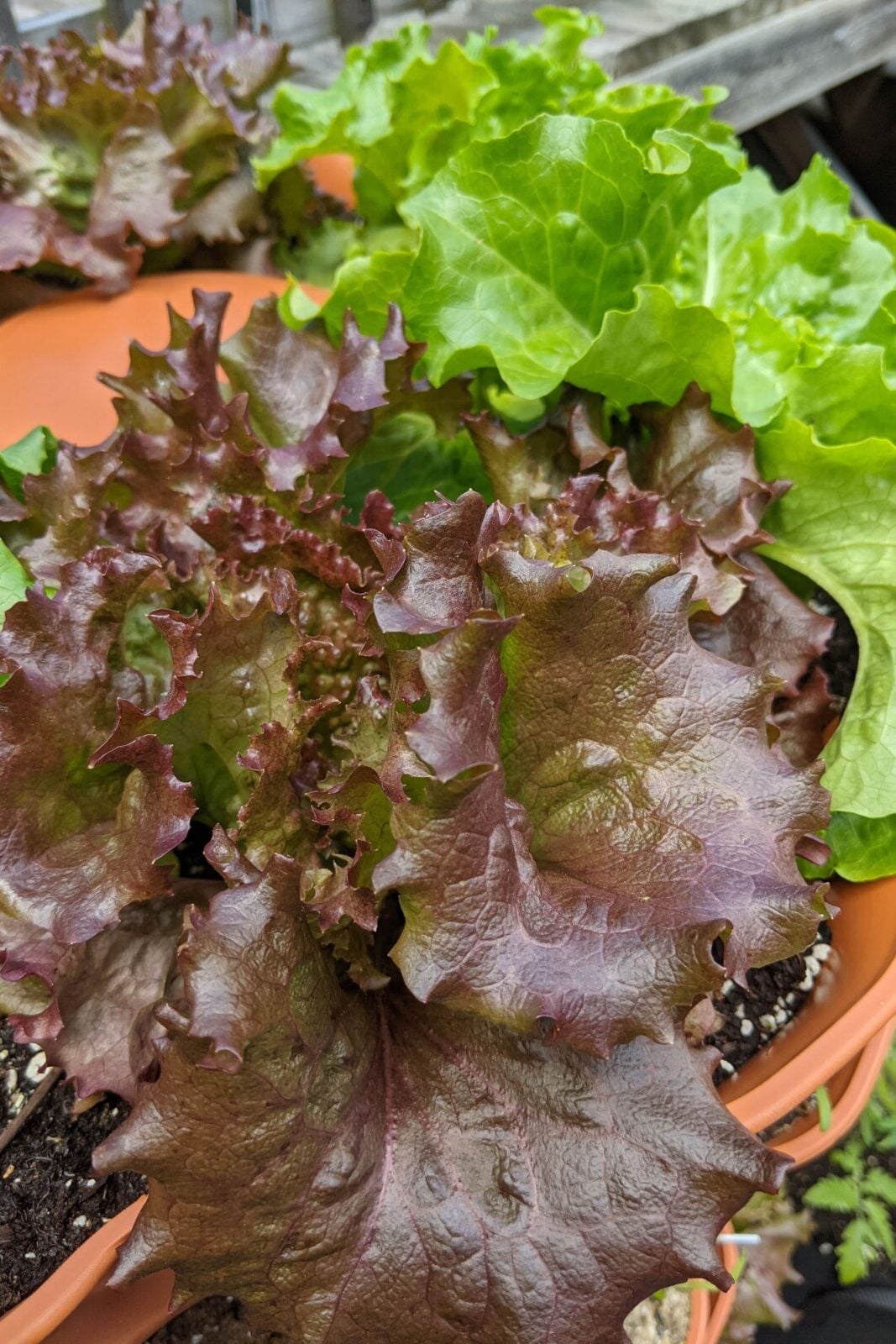 Lettuce growing in garden tower