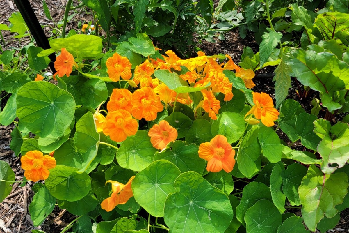 nasturtium