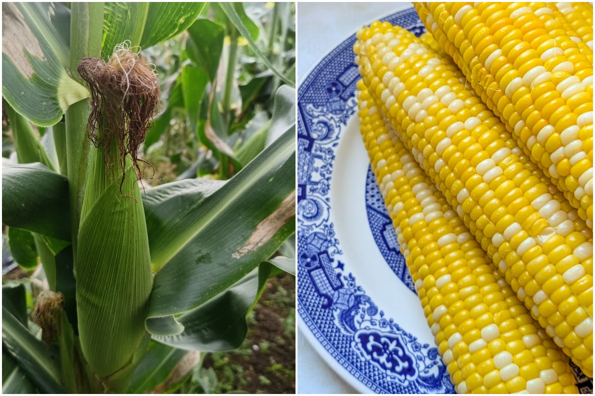 Corn stalk in the garden and corn on a plate