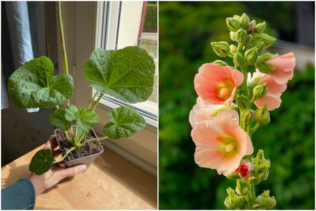 15 Flowers to Plant in April for Rich Summer Color