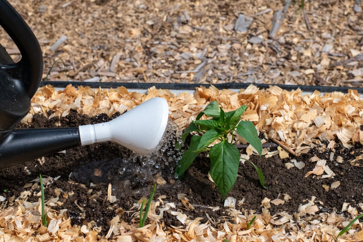 Watering a pepper seedling