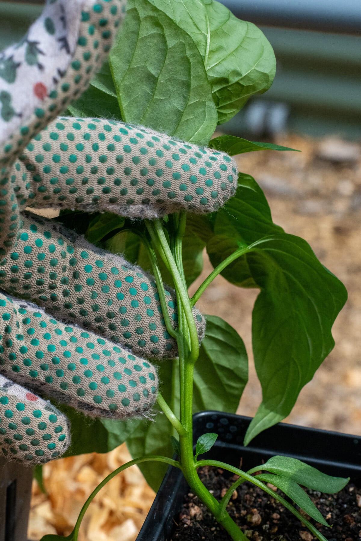Gloved hand holding pepper stem