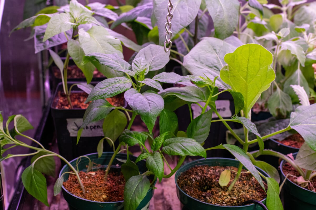 Pepper seedlings growing in a grow tent under grow lights