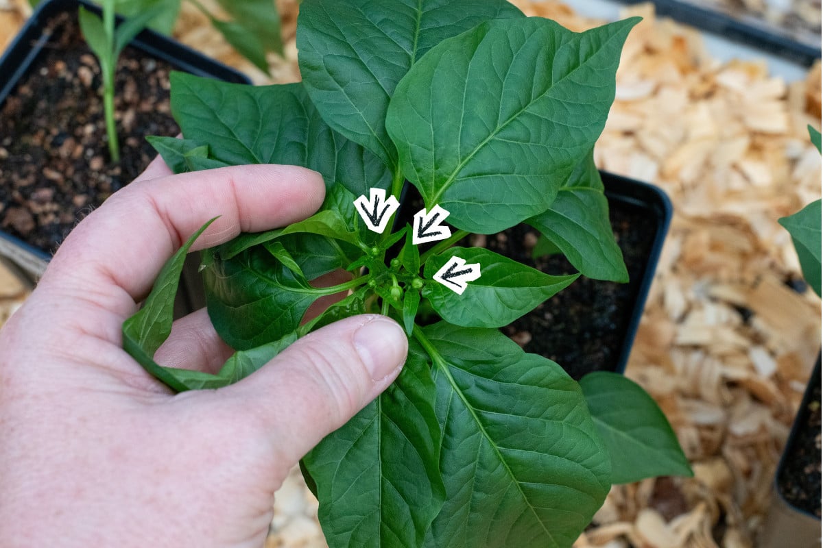 Hand holding leaves of pepper plant so you can see flower buds, arrow graphics pointing to buds