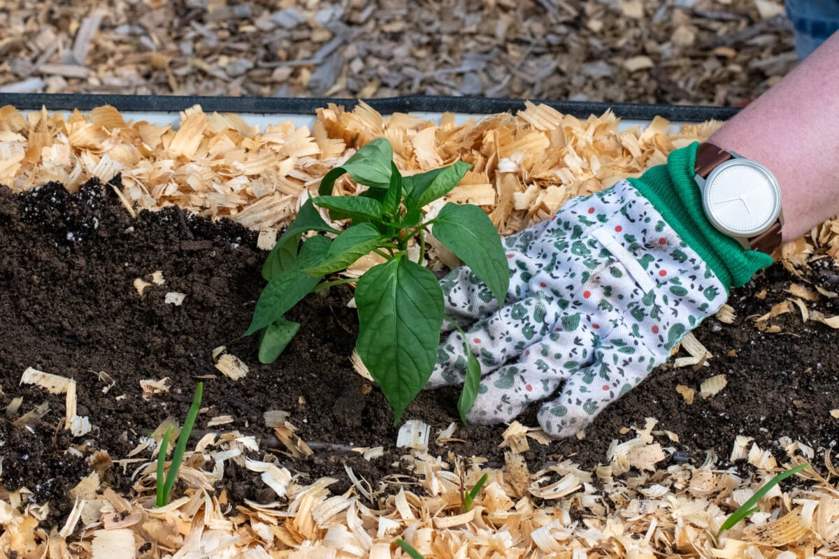 Hand pressing soil around pepper seedling