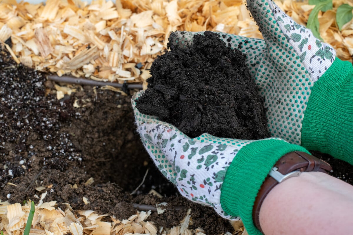 Gloved hands holding compost