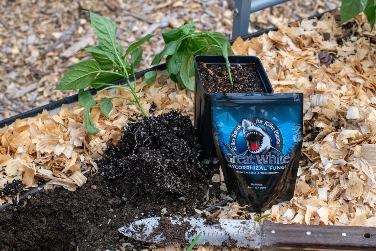 Great White mycorrhizal fungi next to pepper seedlings in a raised bed