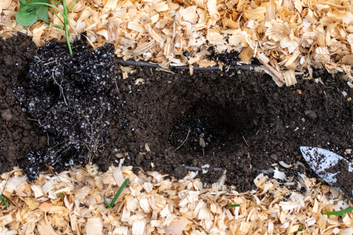 Hole dug in a raised bed for a pepper plant