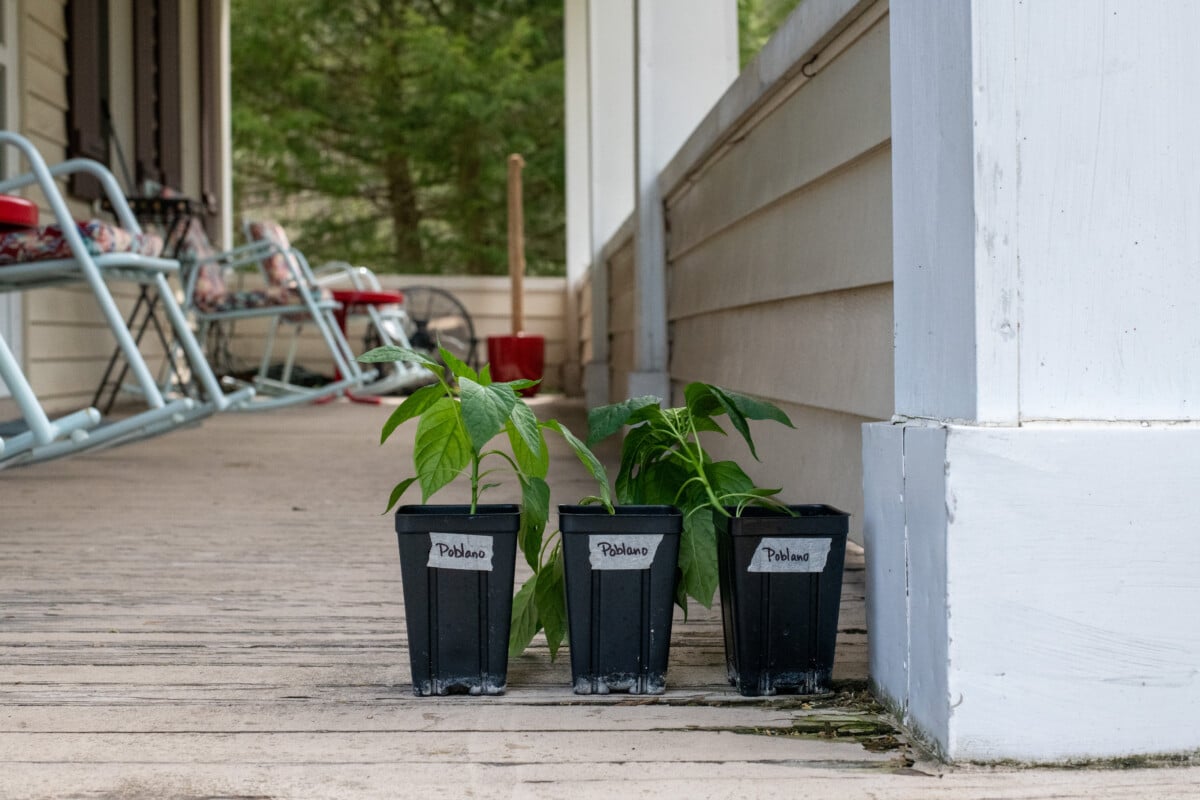 Pepper seedlings on a porch